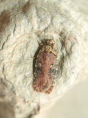 Agonopterix purpurea