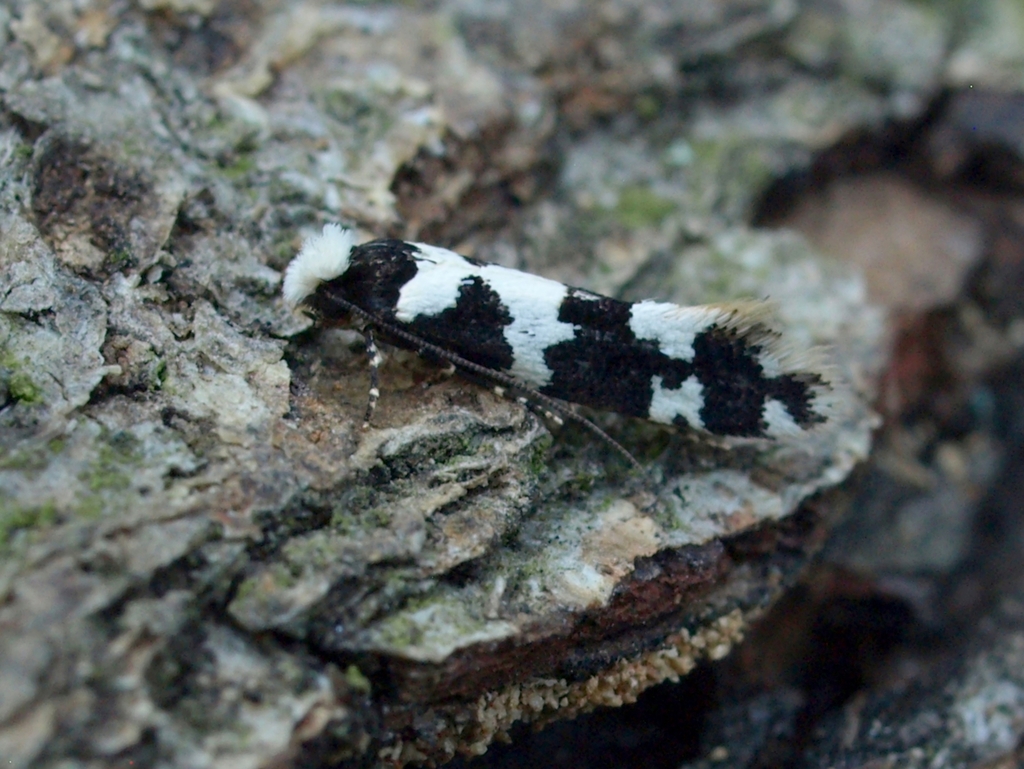 Neurothaumasia