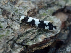 Neurothaumasia ankerella