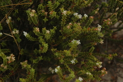 Euchaetis pungens