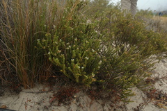 Euchaetis pungens