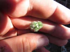 Cryptantha nevadensis