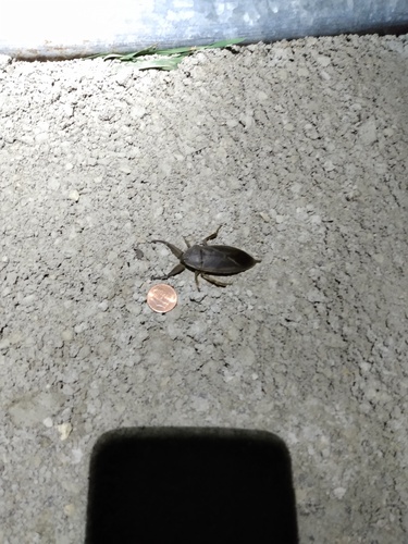 American Giant Water Bug