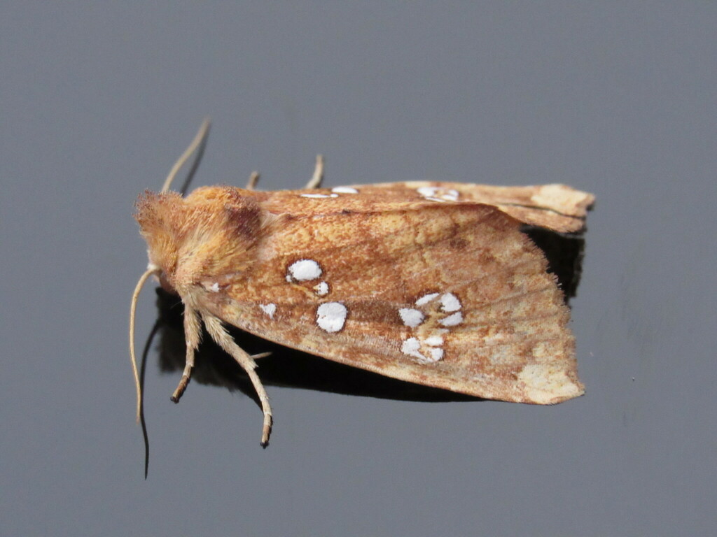 Ash Tip Borer Moth from Bellbrook, Greene County, OH, USA on September ...