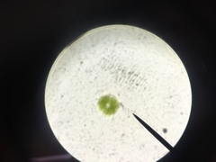 Micrasterias truncata