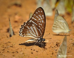 Graphium xenocles