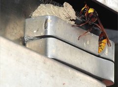 Delta pyriforme pyriforme