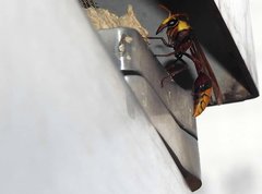 Delta pyriforme pyriforme