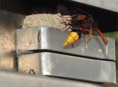 Delta pyriforme pyriforme