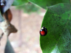 Phrynocaria unicolor