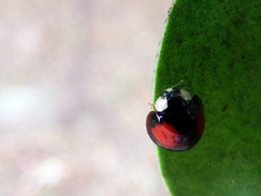 Phrynocaria unicolor
