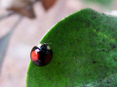 Phrynocaria unicolor