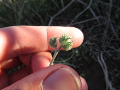 Cryptantha nevadensis
