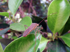 Paradasynus longirostris