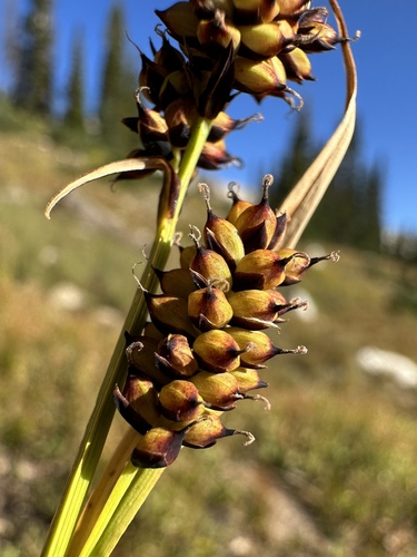 Image of Carex raynoldsii by (c) Matt Berger, some rights reserved (CC BY)