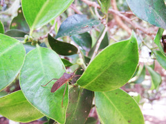 Paradasynus longirostris