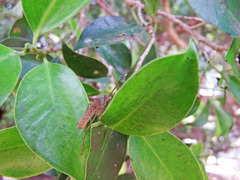 Paradasynus longirostris