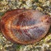 Common Atlantic Slippersnail - Photo (c) Jason M Crockwell, some rights reserved (CC BY-NC-ND), uploaded by Jason M Crockwell