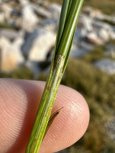 Image of Carex ebenea by (c) Matt Berger, some rights reserved (CC BY)