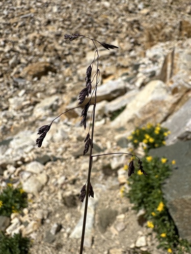 Image of Poa reflexa by (c) Matt Berger, some rights reserved (CC BY)