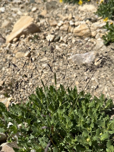 nodding bluegrass (Poa reflexa)