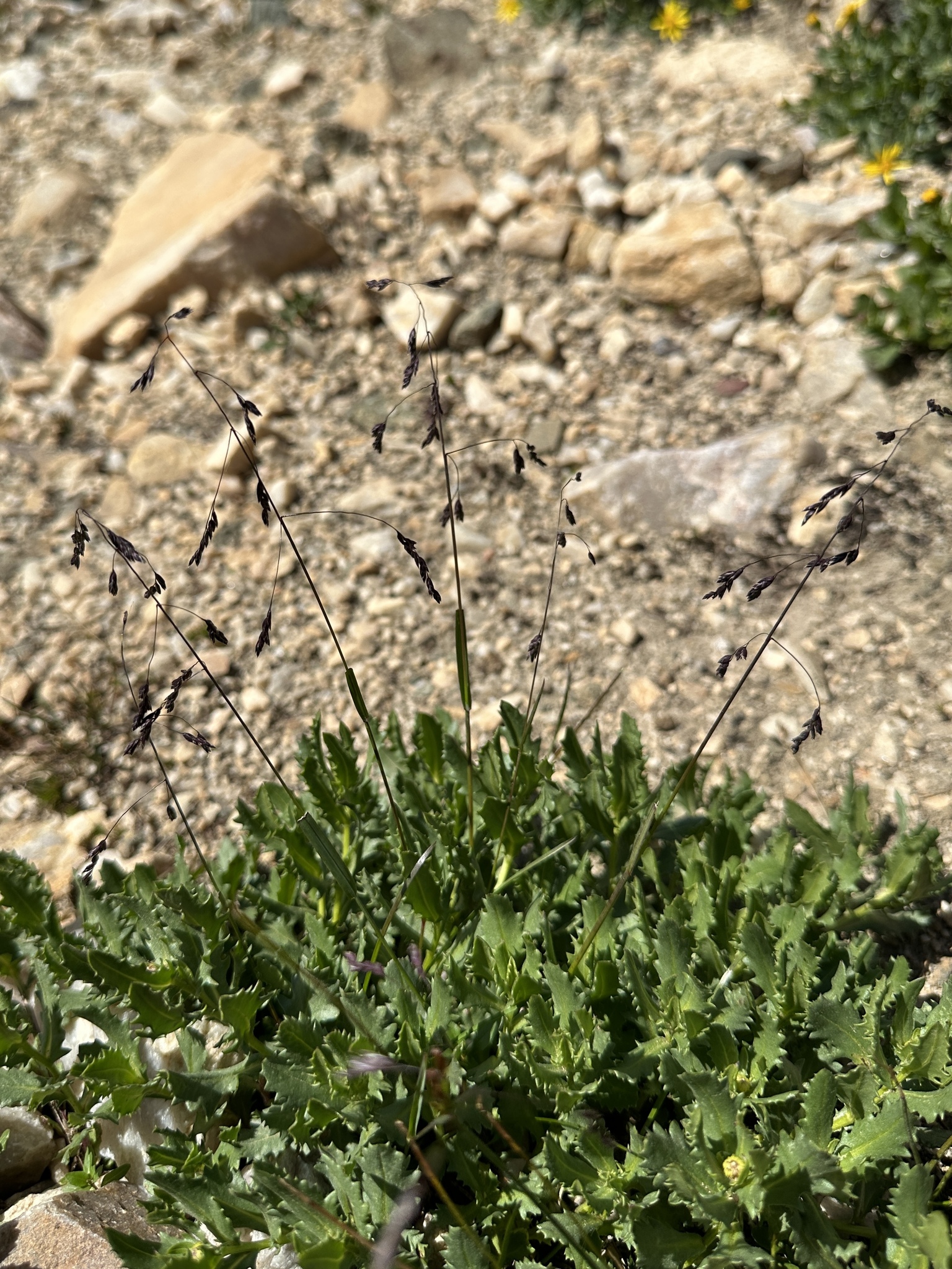 Poa reflexa