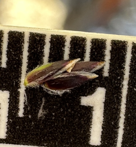 Image of Poa reflexa by (c) Matt Berger, some rights reserved (CC BY)