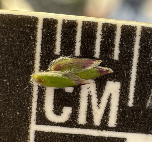 Image of Poa reflexa by (c) Matt Berger, some rights reserved (CC BY)