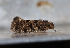 Parochmastis hilderi