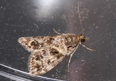 Eudonia minualis