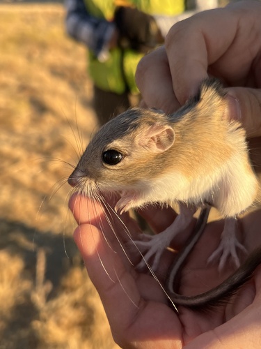 Heermann's Kangaroo Rat