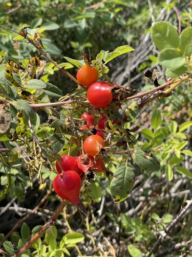 iNaturalist observation photo of California Wild Rose