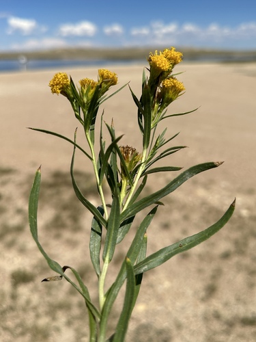 Image of Oonopsis wardii by (c) Matt Berger, some rights reserved (CC BY)