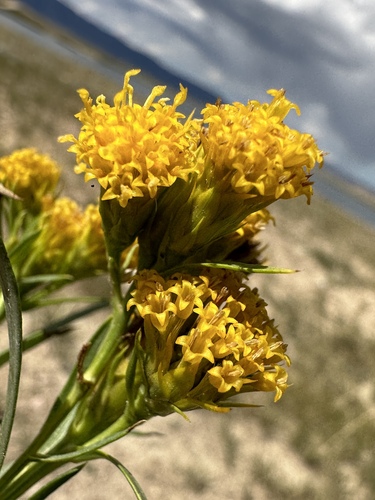 Image of Oonopsis wardii by (c) Matt Berger, some rights reserved (CC BY)