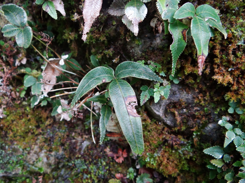 Pteris deltodon