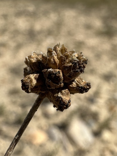 Image of Artemisia capitata by (c) Matt Berger, some rights reserved (CC BY)