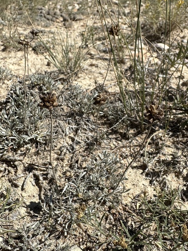 Image of Artemisia capitata by (c) Matt Berger, some rights reserved (CC BY)