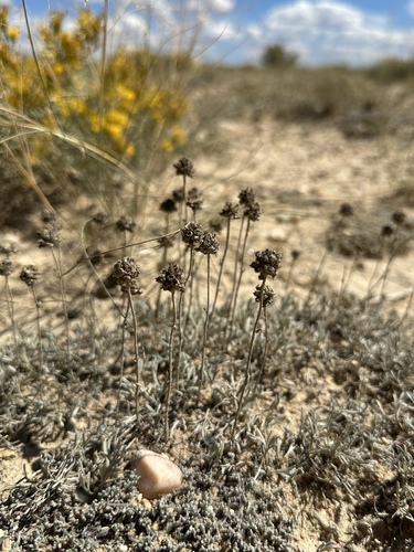 Rock-tansy (Artemisia capitata)
