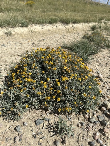 Image of Picradeniopsis oppositifolia by (c) Matt Berger, some rights reserved (CC BY)