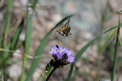 Proserpinus clarkiae