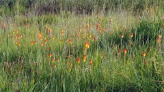 Kniphofia linearifolia image