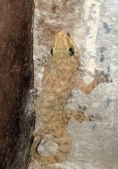 Hemidactylus kushmorensis