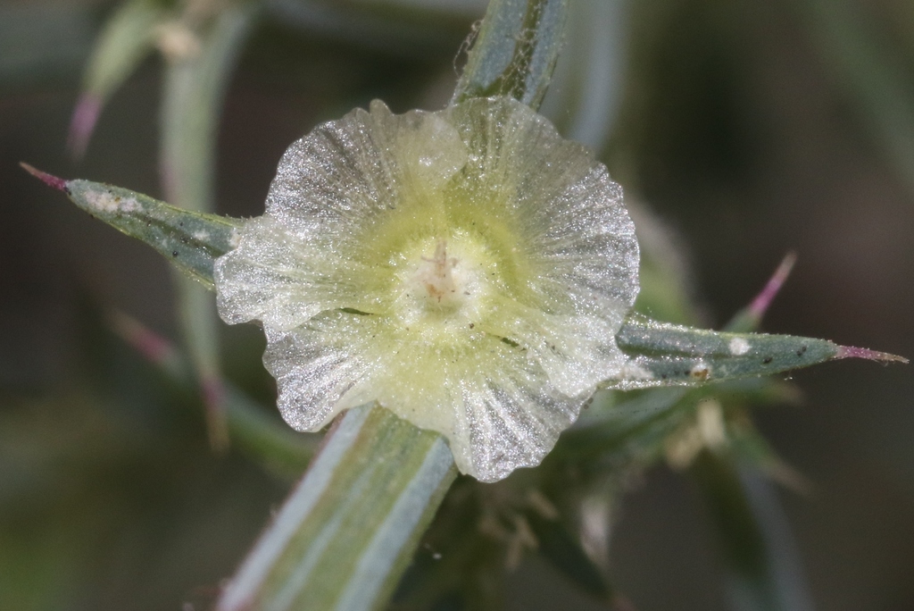 San Joaquin Russian Thistle