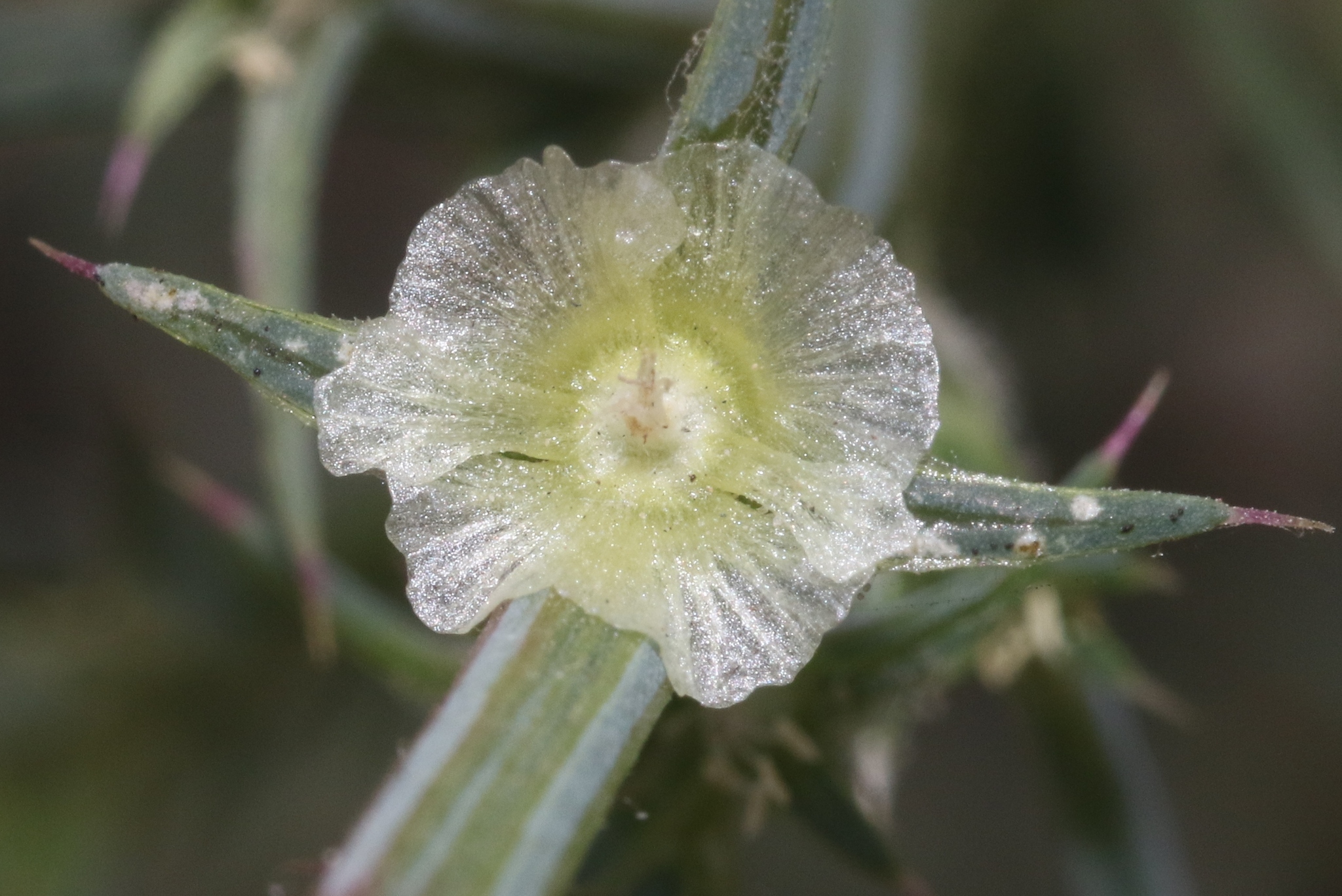 Salsola ryanii