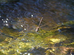 Austroaeschna unicornis