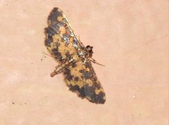 Eurrhyparodes tricoloralis