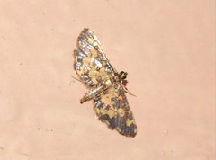 Eurrhyparodes tricoloralis