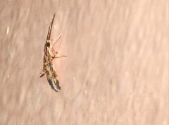 Eurrhyparodes tricoloralis
