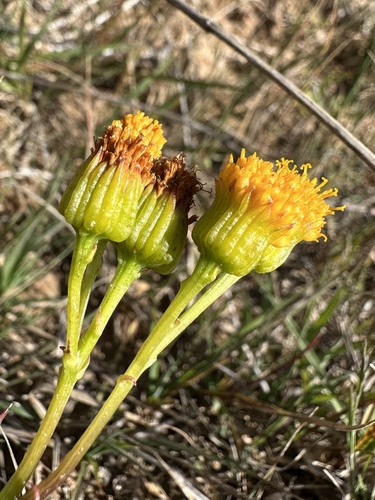 Image of Packera debilis by (c) Matt Berger, some rights reserved (CC BY)