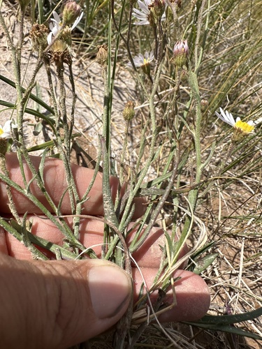 Image of Almutaster pauciflorus by (c) Matt Berger, some rights reserved (CC BY)